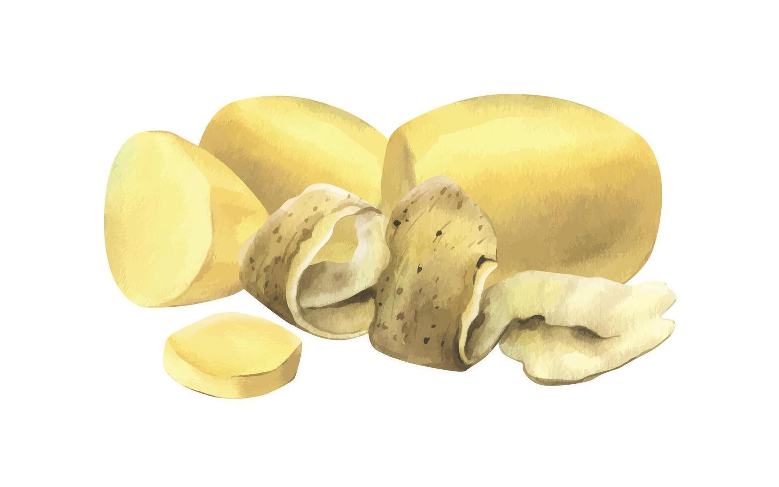 White potatoes whole, half, cut, peeled and wedges. Watercolor hand drawn illustration on the theme of harvesting, cooking, food, vegetable shop design. Composition vector