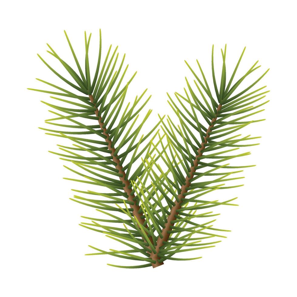Christmas branch isolated on white vector