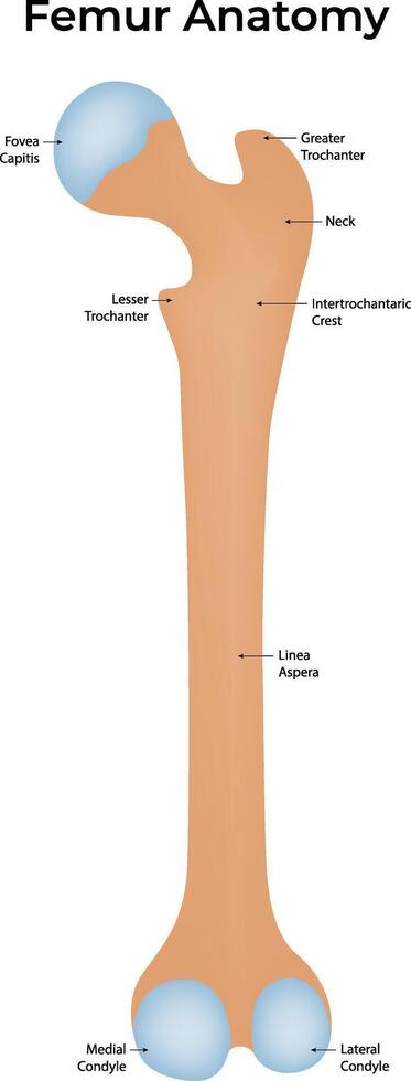 Femur Anatomy Illustration vector