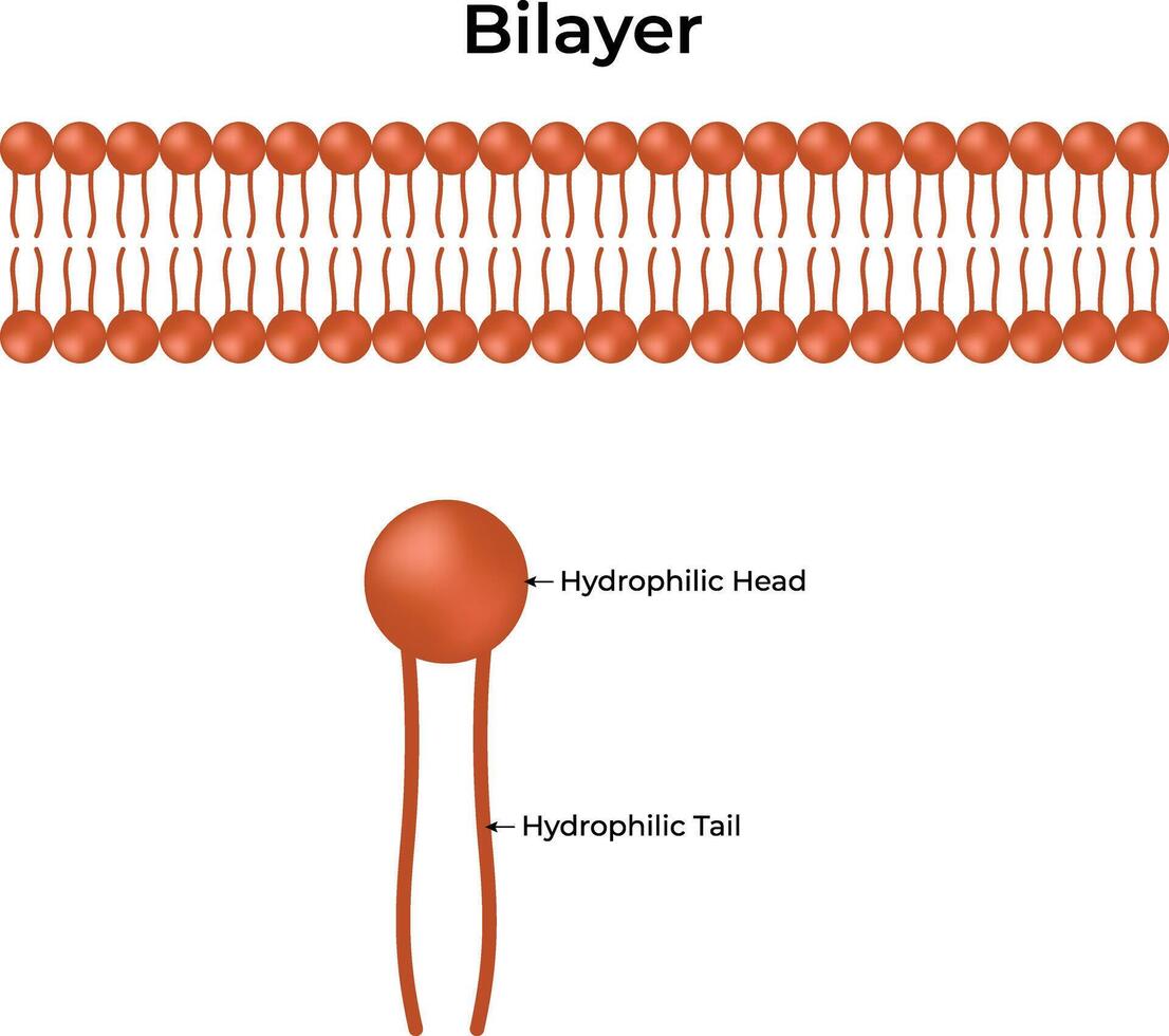 Micelle Hydrophilic Head and Hydrophilic Tail vector