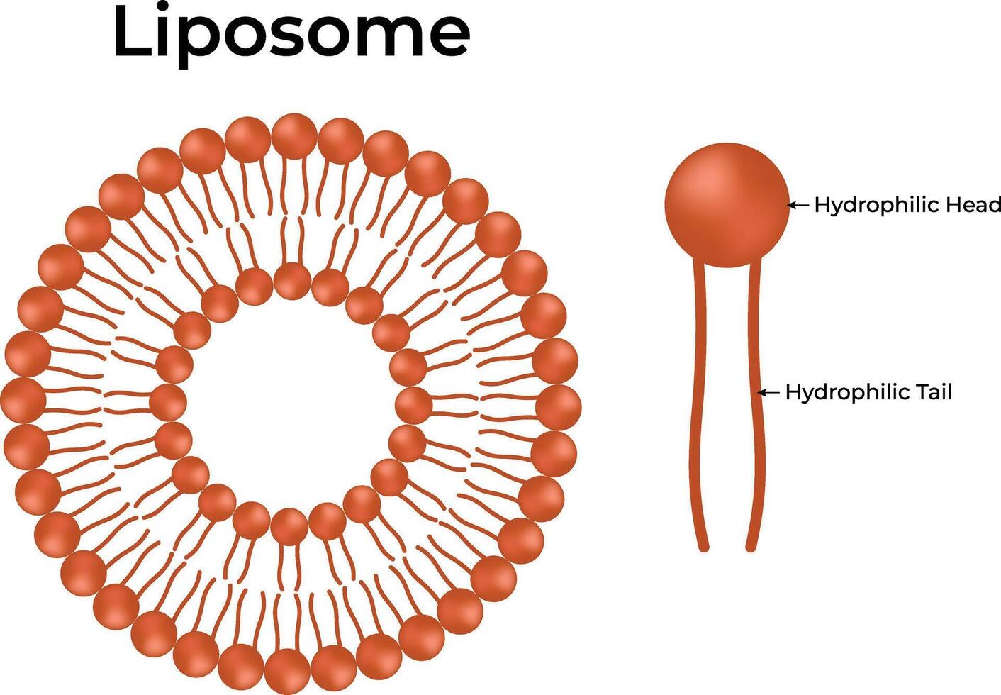 Liposome Hydrophilic Head And Hydrophilic Tail vector