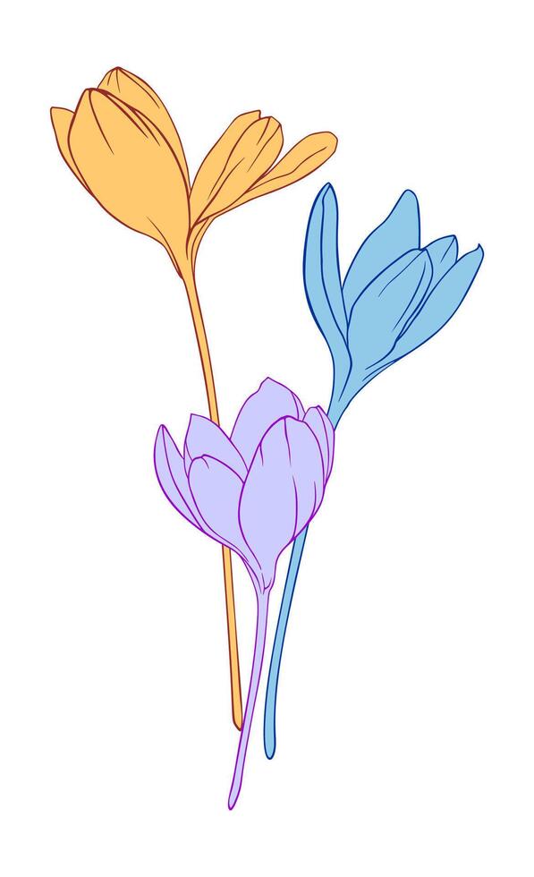 The three crocus flower vector