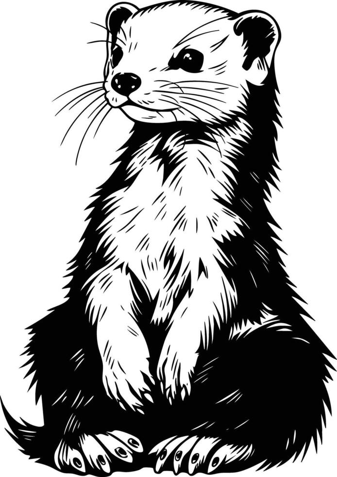 A Curious Weasel Posing in a Forest Clearing. vector