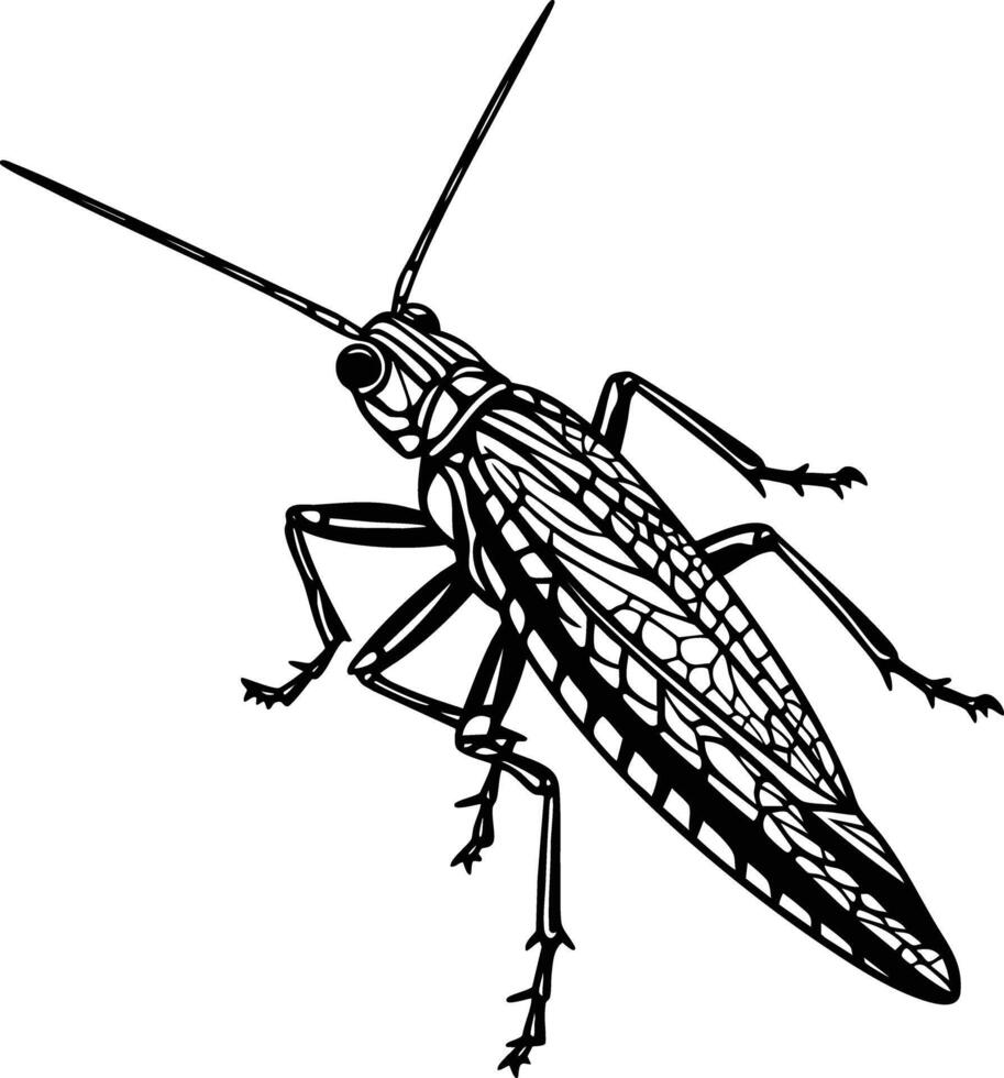 A Detailed Black And White Illustration Of A Grasshopper. vector
