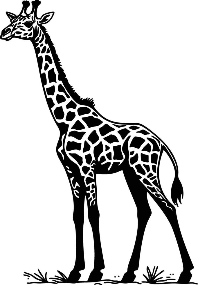 A Giraffe Stands Tall in the African Savannah. vector