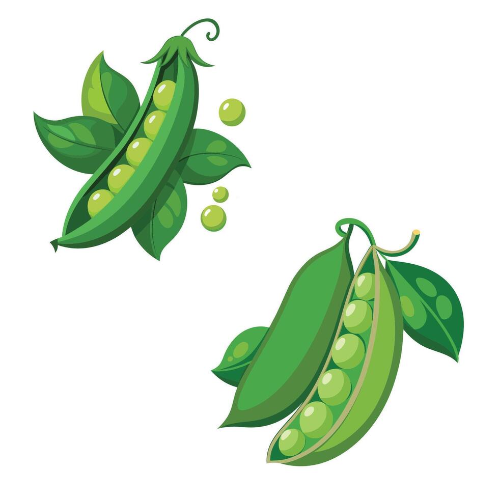 Two peas with leaves and pods on a white background vector