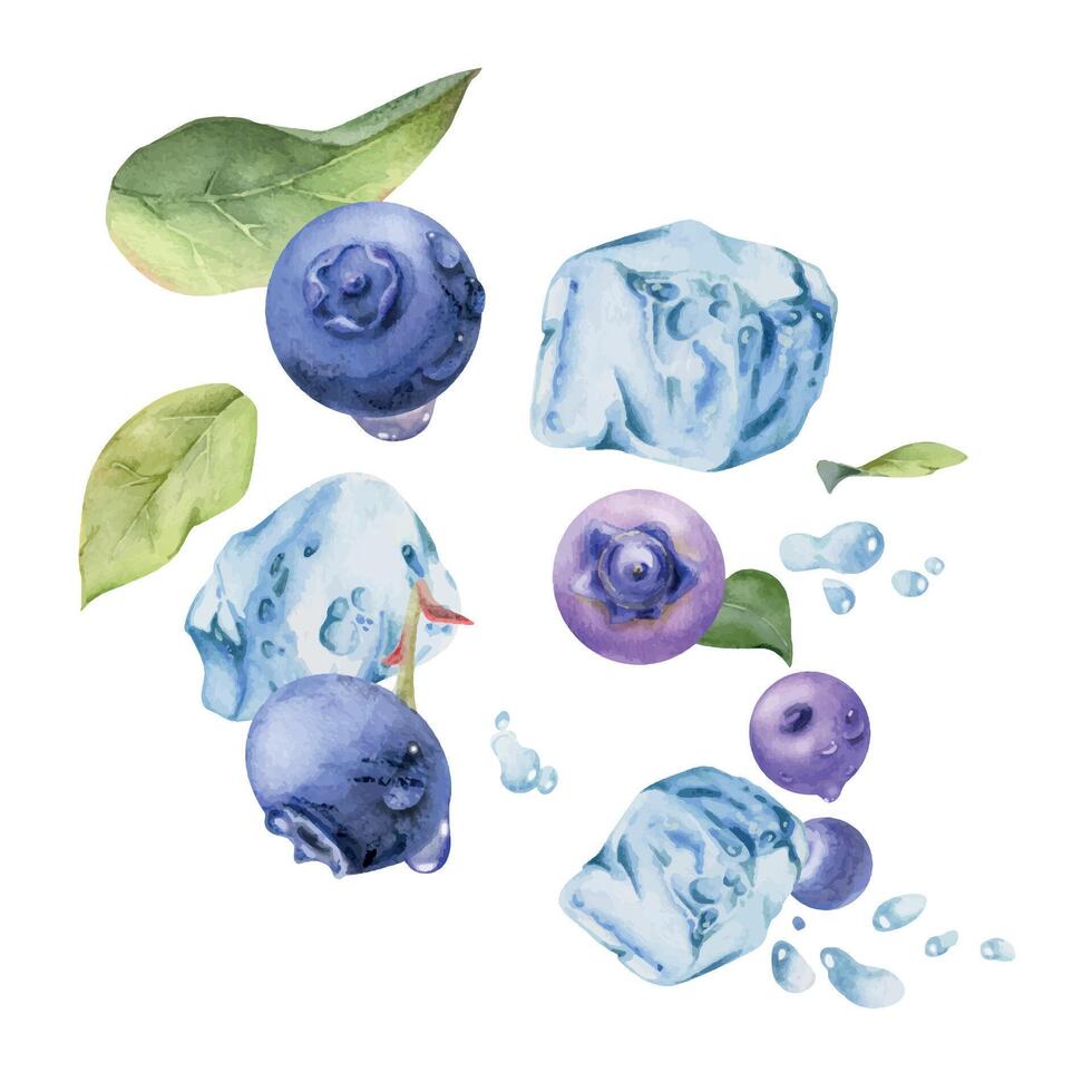 Blueberry blackberry flying in water splash with ice cubes, drops and green leaves, hand drawn in watercolor, ripe summer forest berry. Isolated illustration for restaurant, cafe menu, farmers market vector