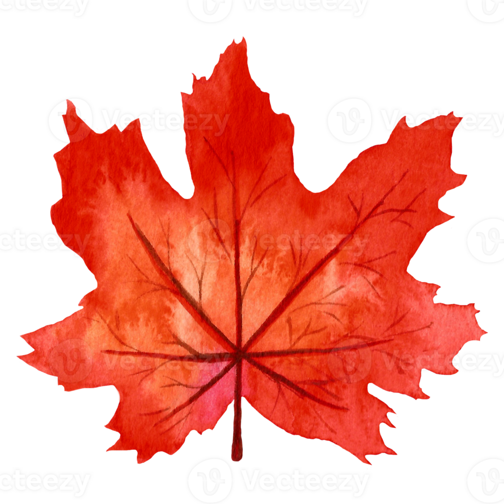 Autumn Leaf Watercolor Illustration - Canadian Maple Leaf. Red hand-painted isolated element png