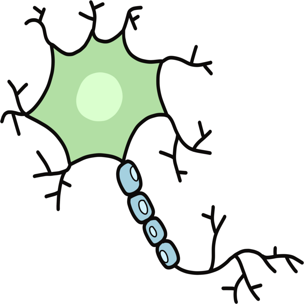 Neuron anatomy nervous system, science concept png