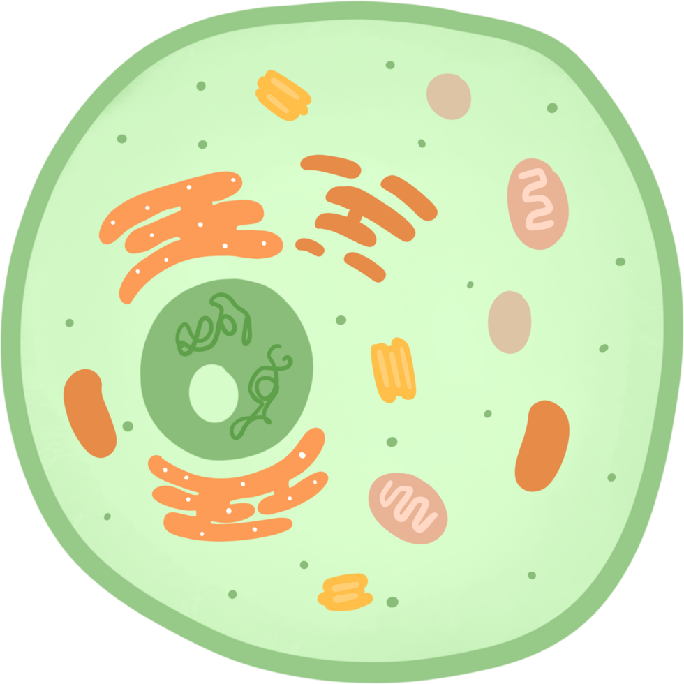 Animals cell, science concept png