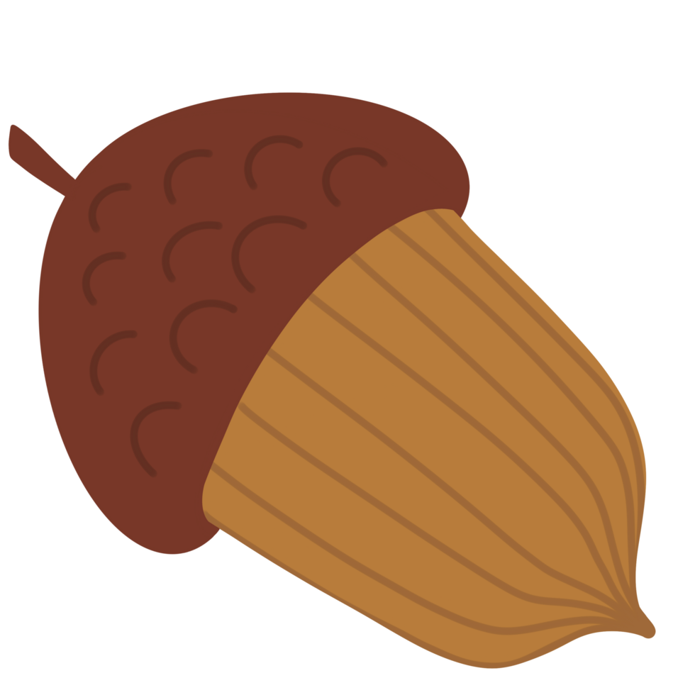 Acorn Oak Tree png