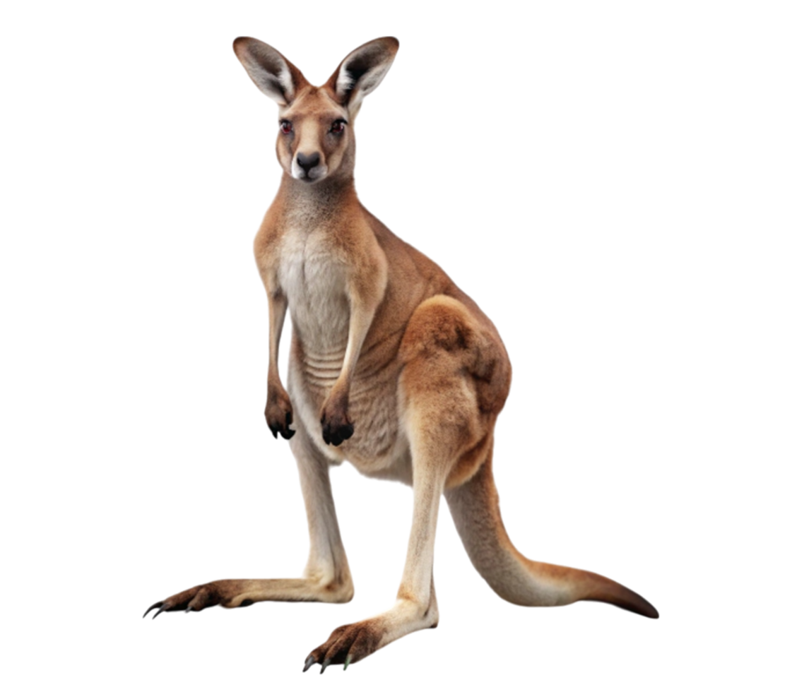 Red kangaroo standing on transparent background png