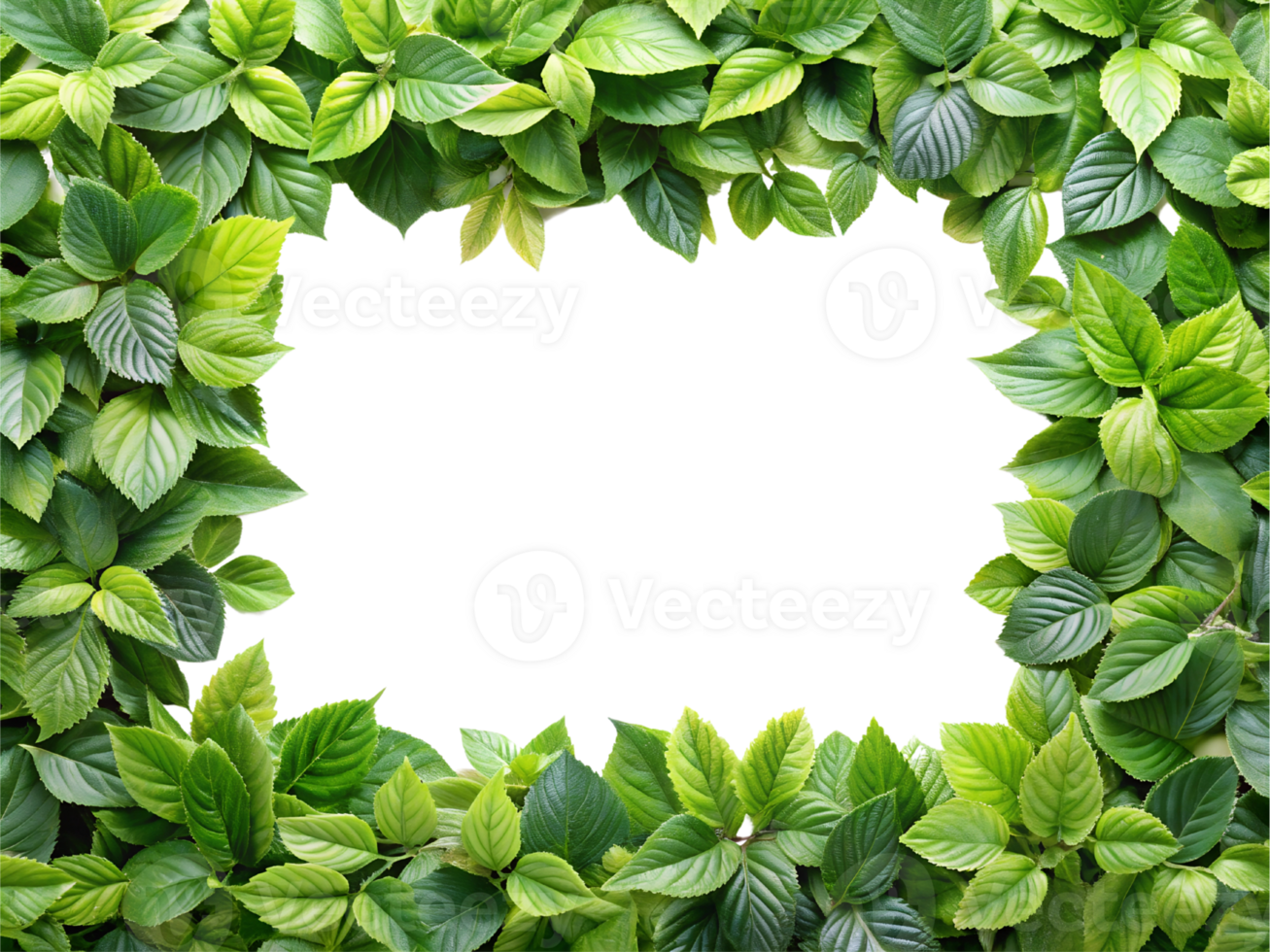 Natural Green Leaf Botanical Frame for Eco-Friendly and Nature Designs. png