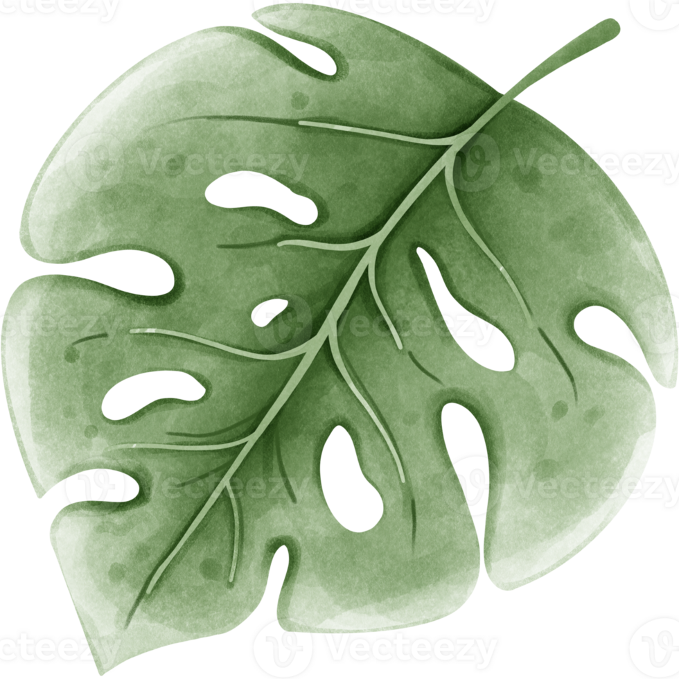 Green tropical leaves png
