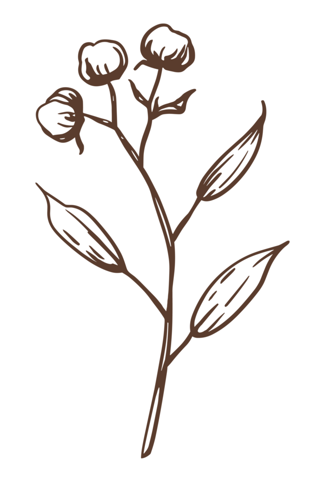 Cotton plant flower boll branch aesthetic hand drawn drawing botanical illustration transparent background organic natural brown boho rustic minimal minimalist simple isolated decor element png