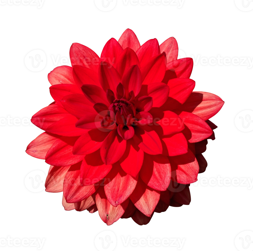 Red dahlia flower with many petals isolated white background. png
