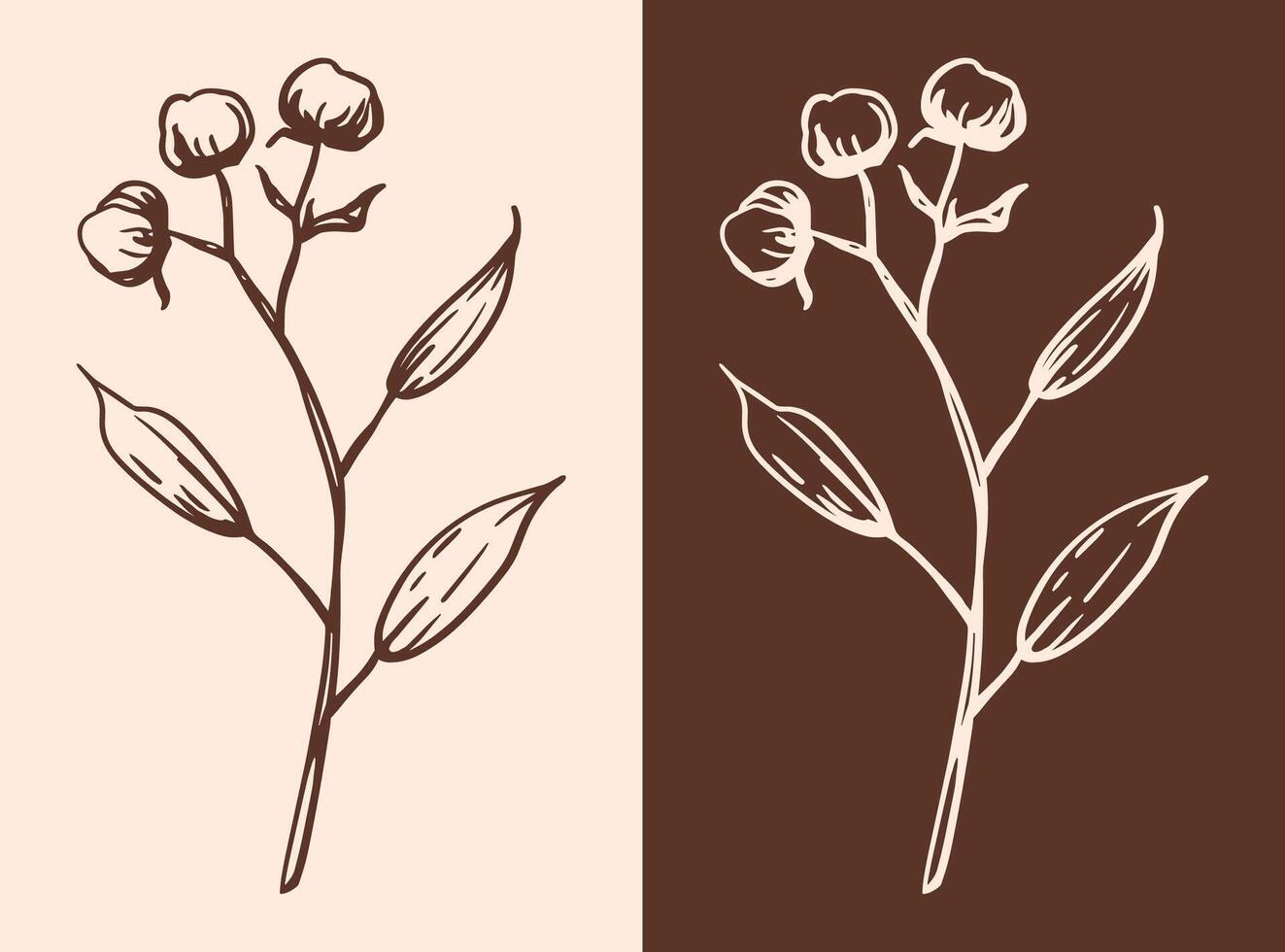 Cotton plant flower boll branch aesthetic hand drawn drawing botanical illustration organic natural brown boho rustic minimal minimalist simple isolated decor element cut file vector