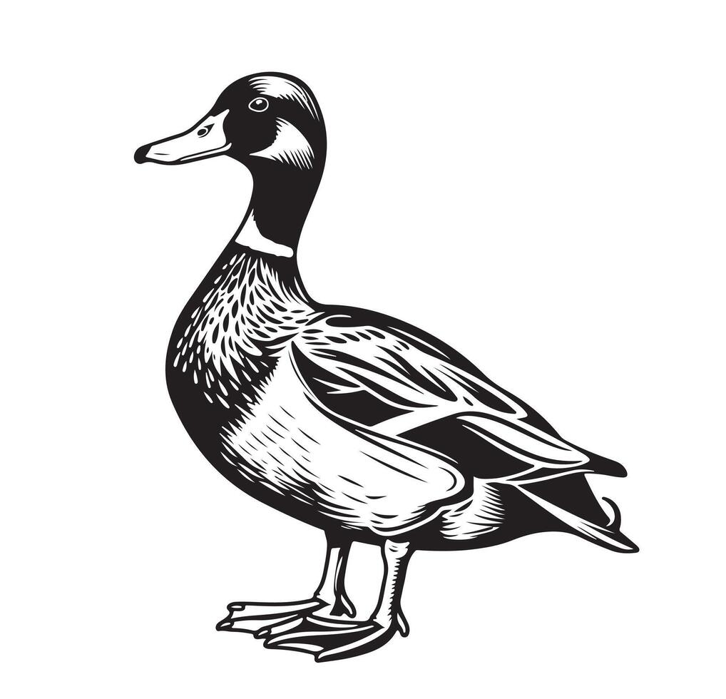 Duck mallard head sketch painted illustration Bird hunting vector