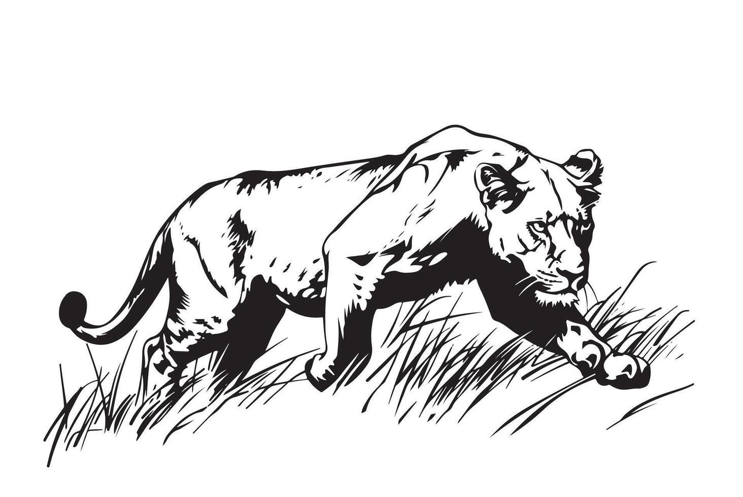 Lioness hunting hand drawn sketch vector