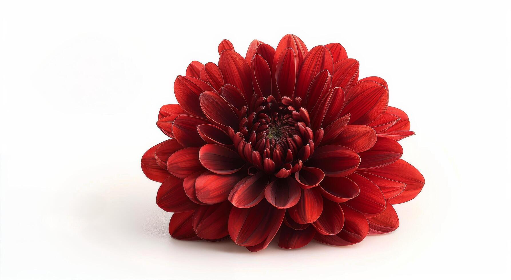 A Single Red Chrysanthemum Flower on a White Background photo