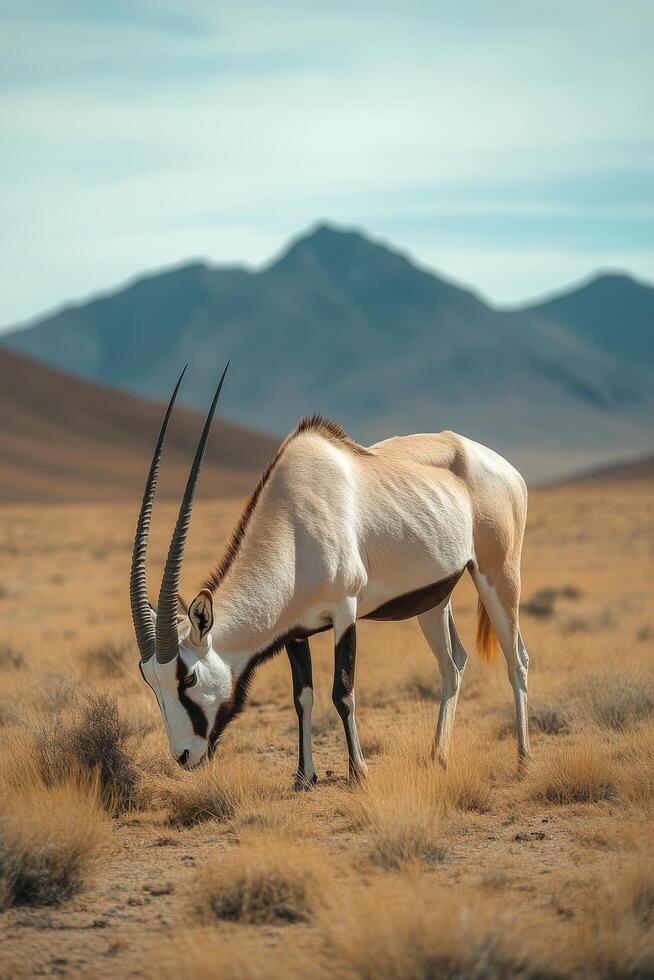 A solitary oryx stands in golden grasslands with a mountain backdrop at sunset photo
