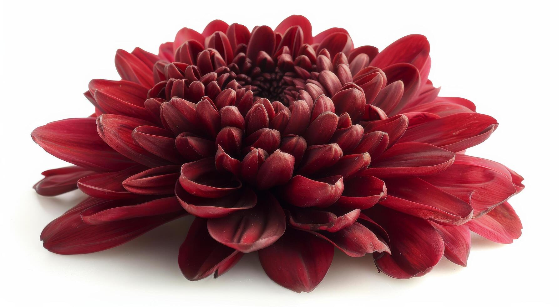 A Single Red Chrysanthemum Flower on a White Background photo