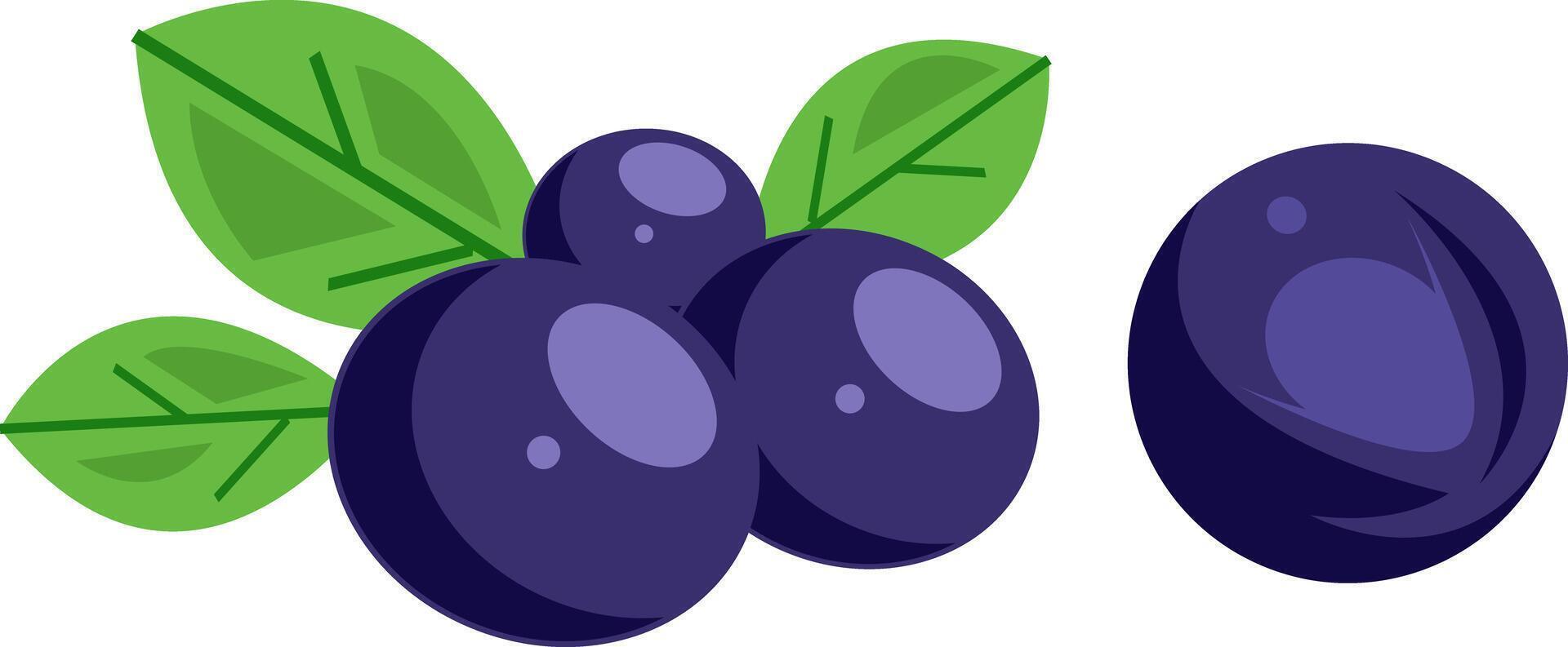 Fresh Bilberry Illustration Fruit Clipart vector