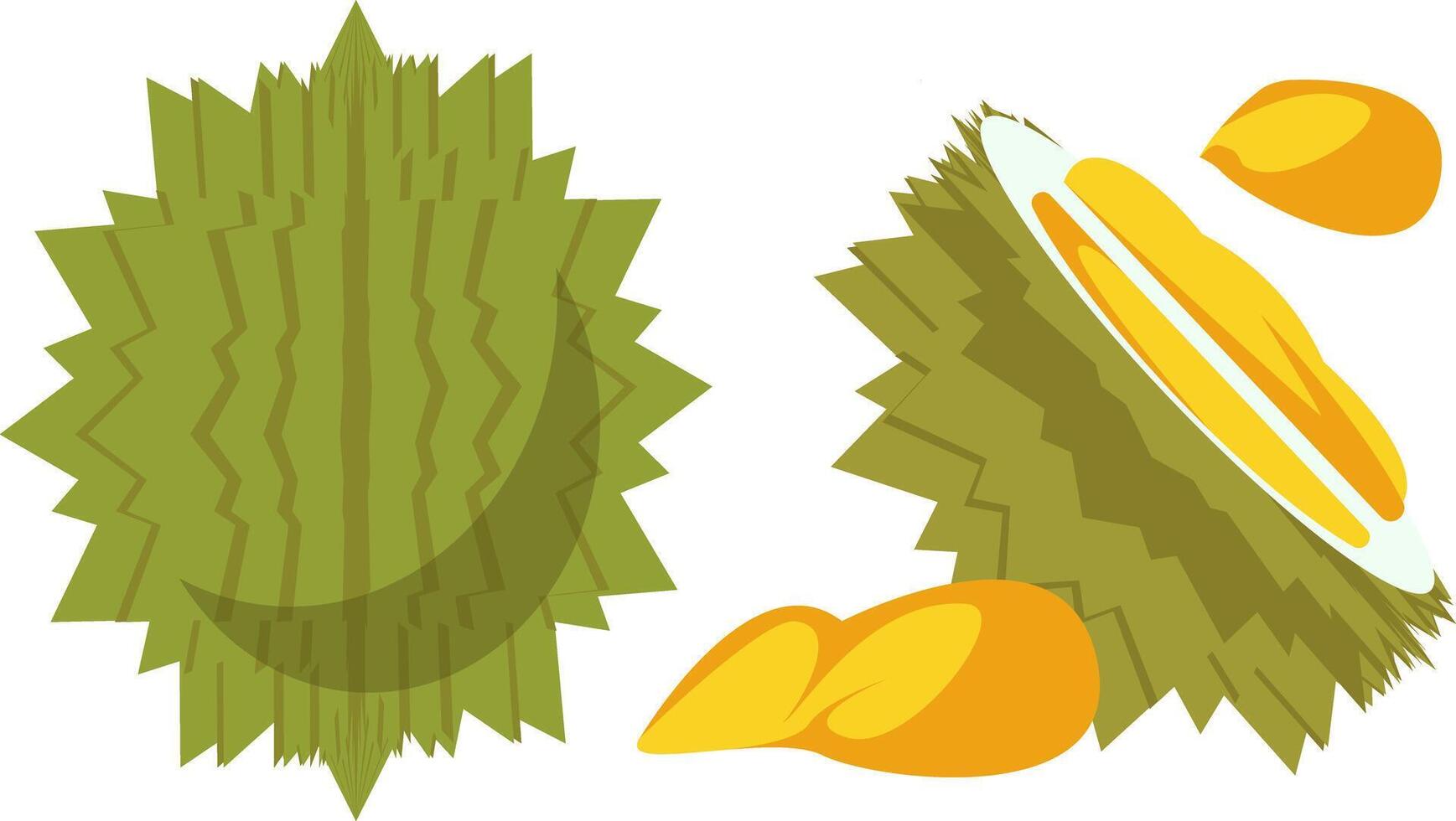 Illustration of Whole and Cut Durian Fruit vector