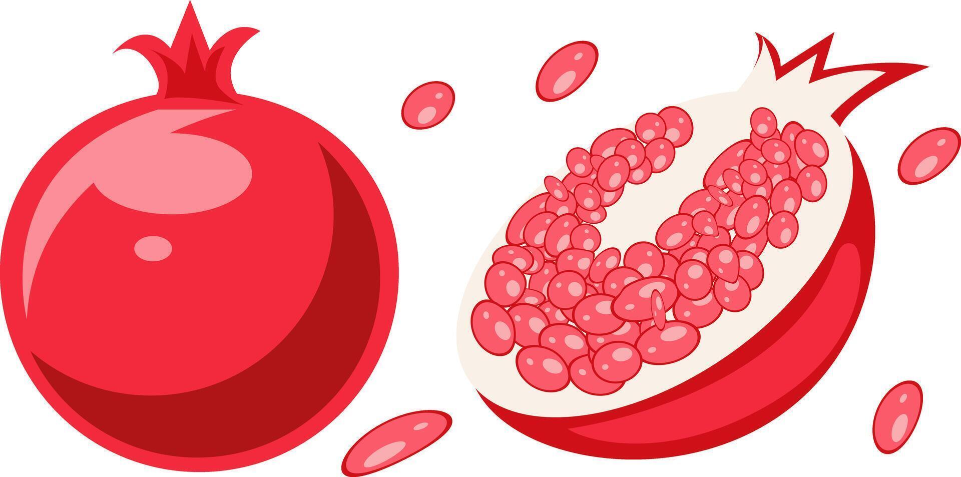 Whole and Sliced Pomegranate Illustration with Seeds vector