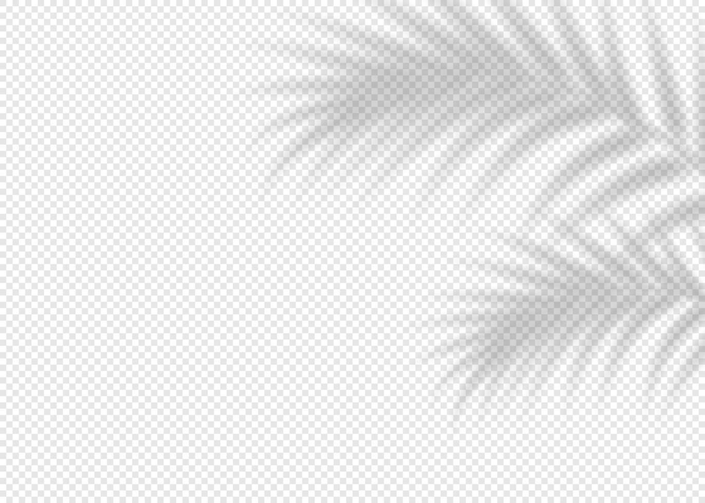 Shadow overlay effect for photo and mockup. Realistic soft blurred shadow of palm tree branches on light background. illustration of wall with natural sunlight falling vector