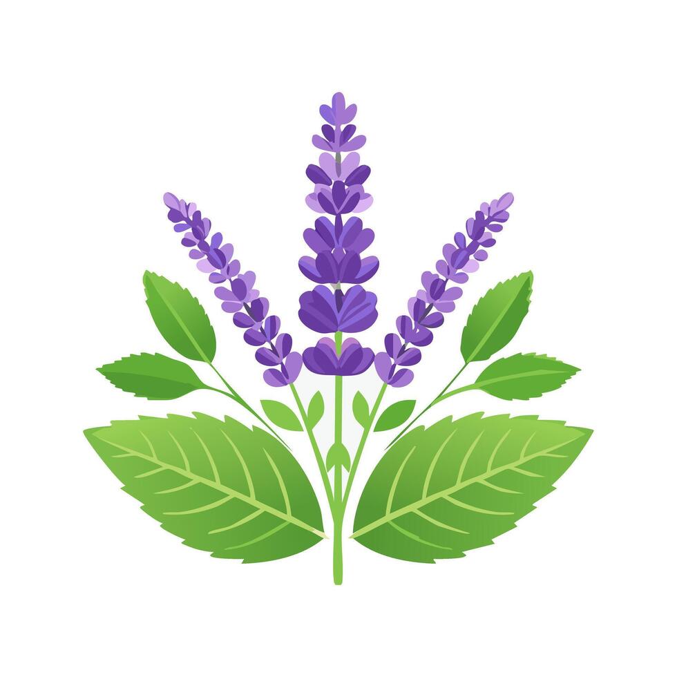 Lavender and Mint Leaves vector