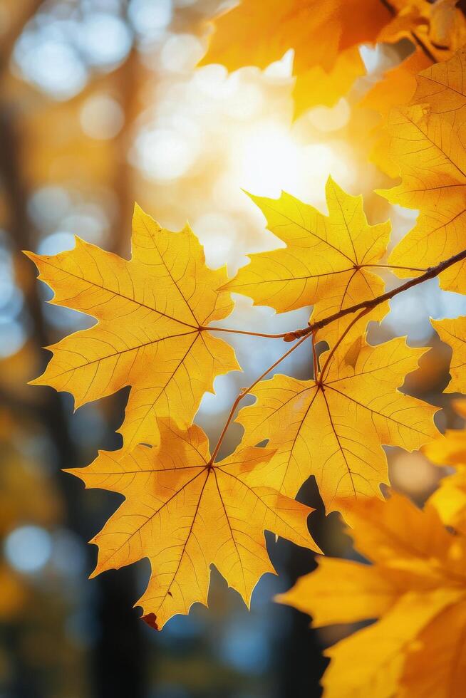 Bright yellow maple leaves illuminated by soft sunlight in a serene forest during autumn photo