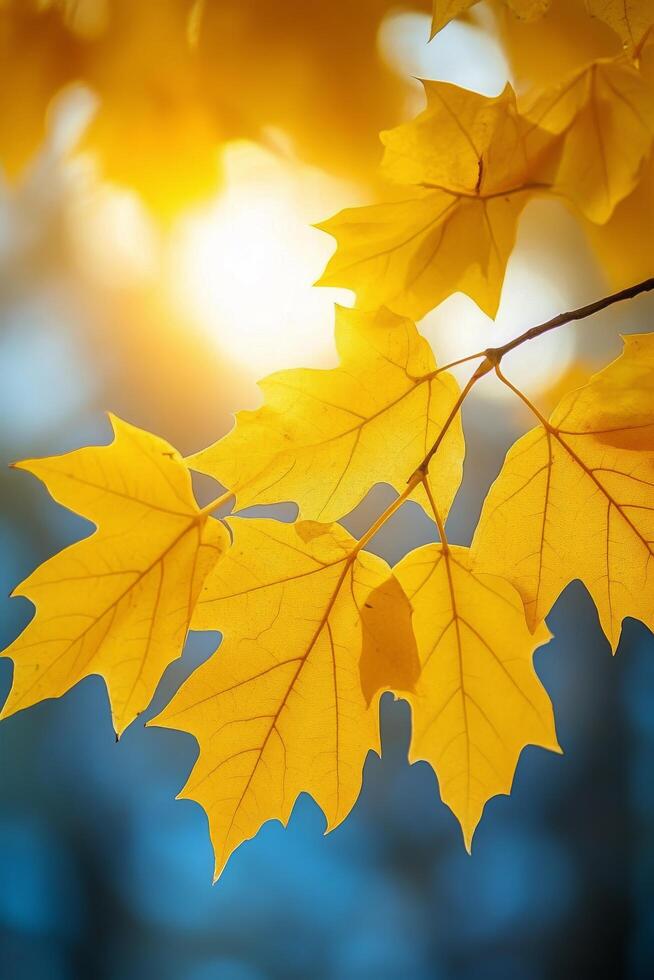 Bright yellow maple leaves illuminated by soft sunlight in a serene forest during autumn photo
