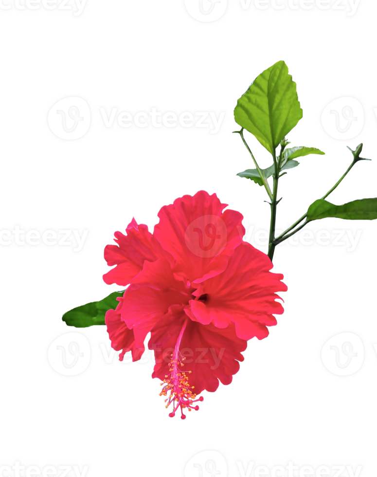 a red hibiscus flower on a transparent background, A red hibiscus flower isolated, red flower isolated on transparent, red hibiscus flower png