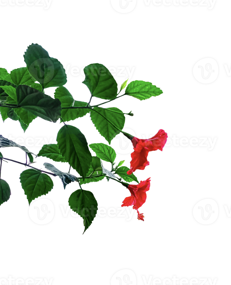red flowers on a branch with leaves, red rose isolated on background, A red hibiscus flower isolated, red flower isolated on , red hibiscus flower png