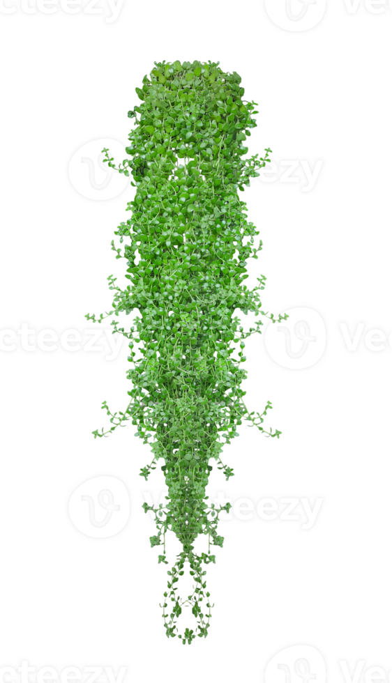 a bush ivy vine green plants hanging from a wall on a transparent background, green grass isolated on background, a green plant on a transparent background png
