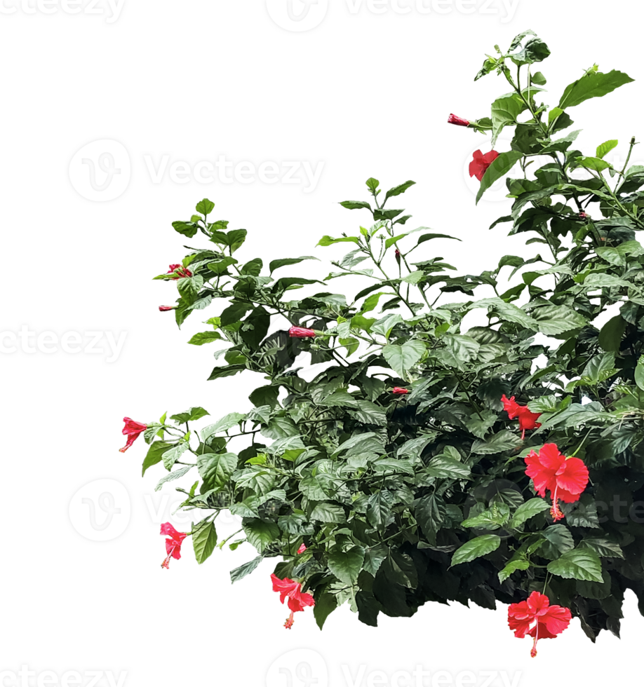it, A red hibiscus flower frame bush with red flowers one isolated, red flower isolated on , red hibiscus flower png