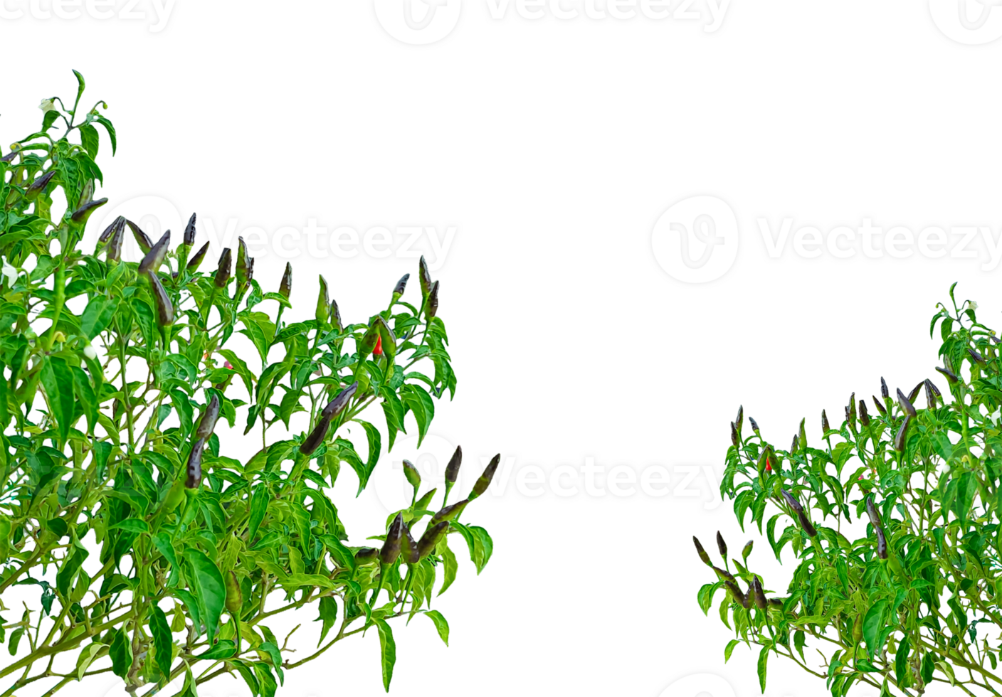 a green chili plant frame with leaves on it, chili tree frame, a green chili tree leaf, red chili pepper, green chili, chili plant, spicy, green chili tree on background png