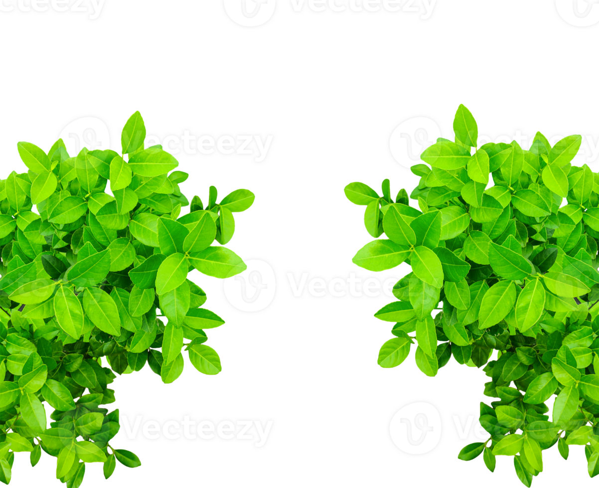 green lemon leaves set on a transparent background, a tree branch of Malta plant frame , green lemon leaf mockup png