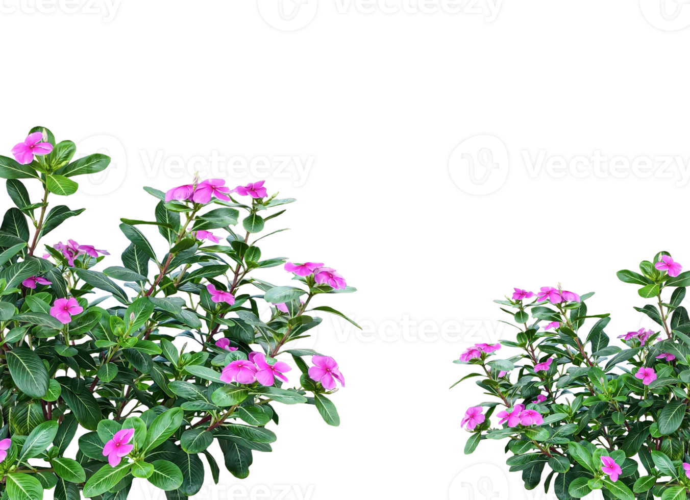 A pink flowers on a green bush with a background, bouquet of pink flowers isolated, pink and purple flowers bush with green leaves on transparent background, flower frame image png