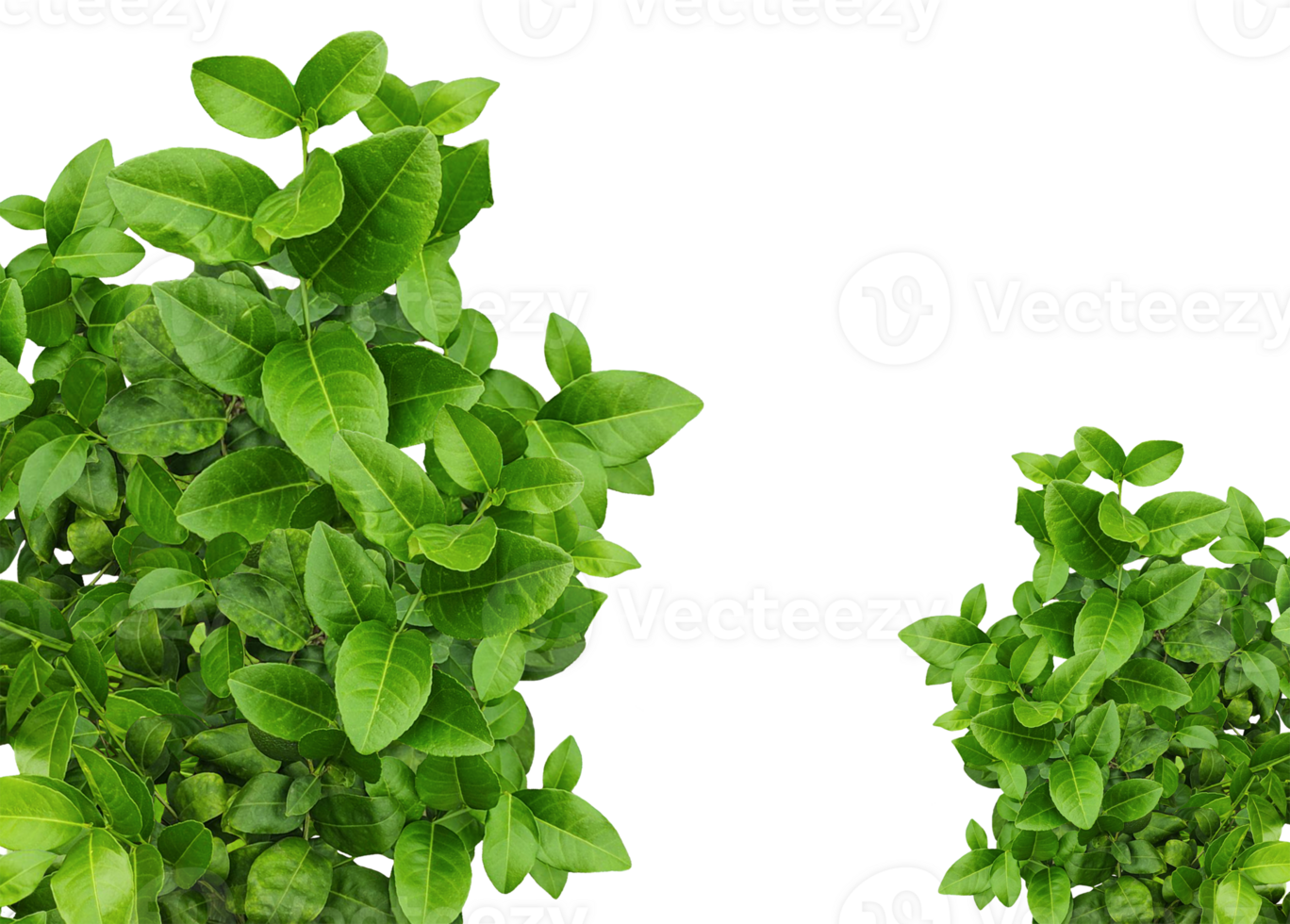 green lemon leaves set on a transparent background, a tree branch of Malta plant frame , green lemon leaf mockup png