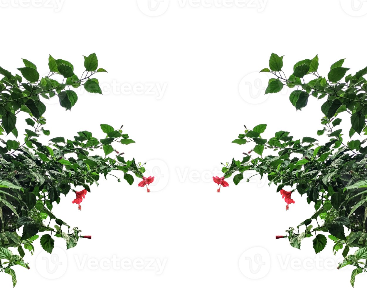 a picture of a bush with flowers freme and leaves, leaves border, A red hibiscus flower isolated frame, red flower isolated on transparent, red hibiscus flower png