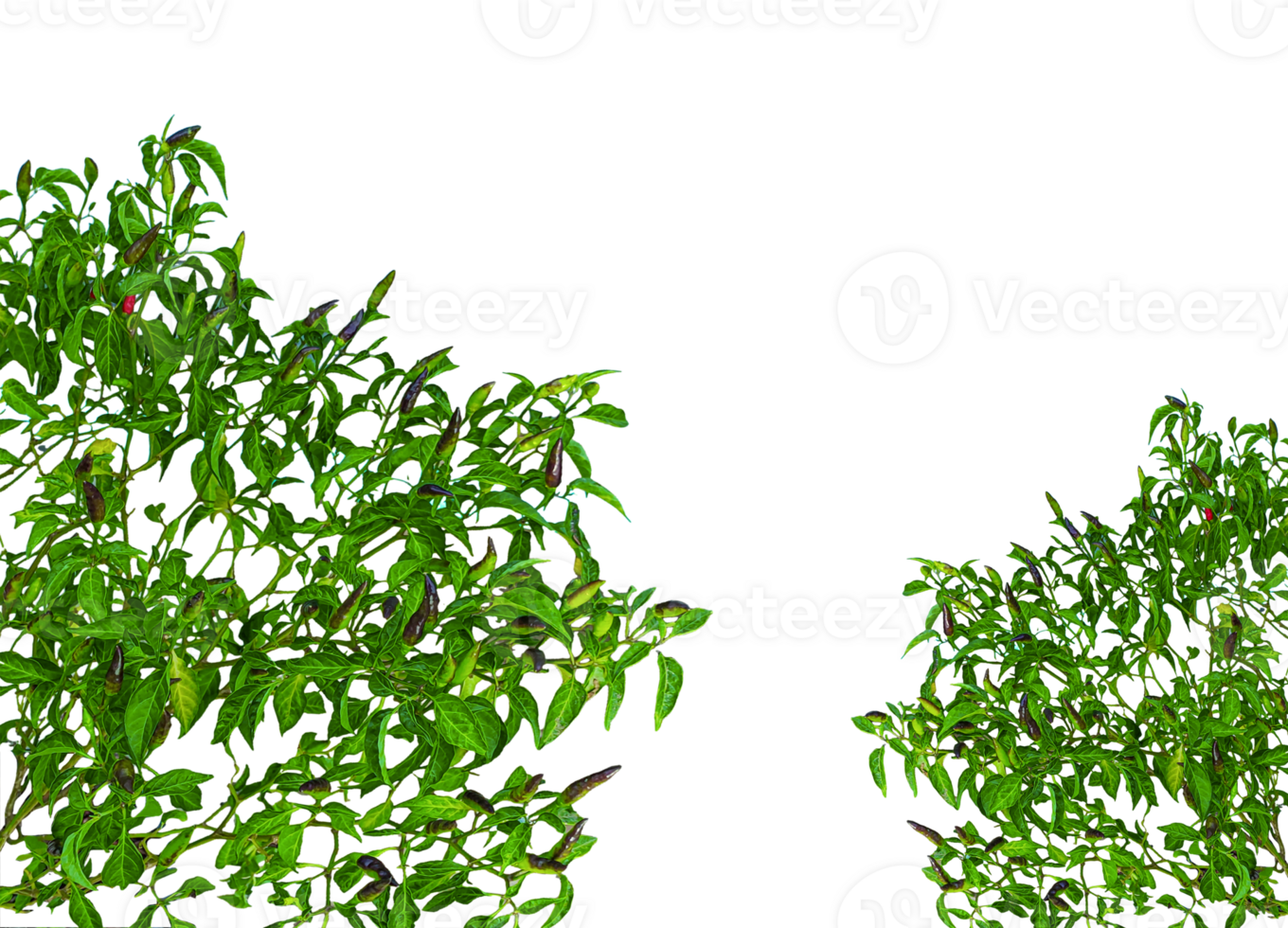 a mockup of green chili plants with leaves on them, chili tree frame, a green chili tree leaf, red chili pepper, green chili, chili plant, spicy, green chili tree on background png