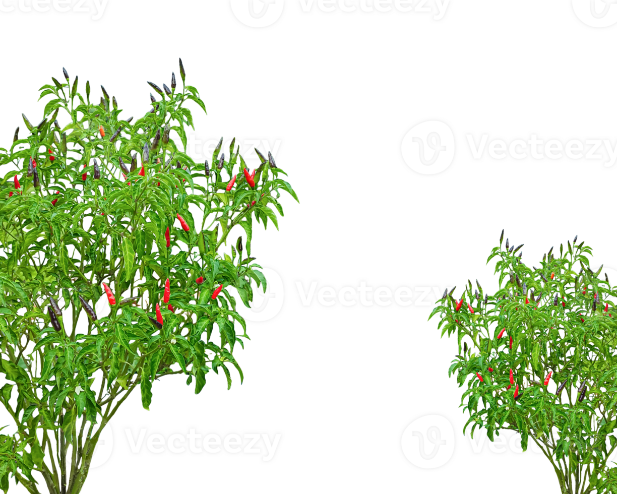set of plants with red peppers on transparent background frame, A green chili pepper leaves isolated on background, chili tree frame, a green chili tree leaf, red chili pepper, png