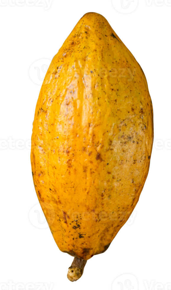 Yellow ripe cocoa fruit png