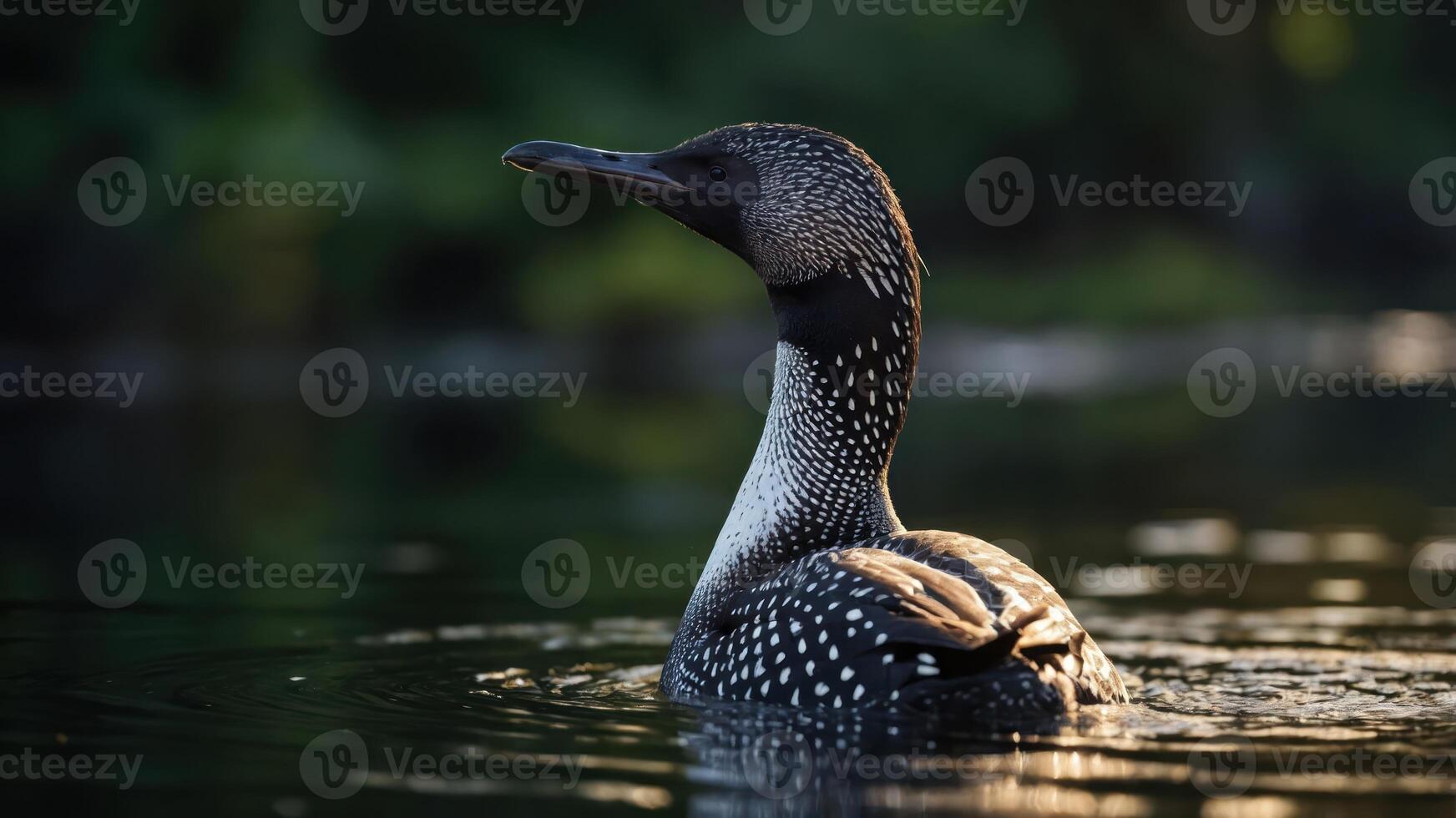 A close-up of a loon swimming in calm waters, showcasing its distinctive spotted feathers. photo