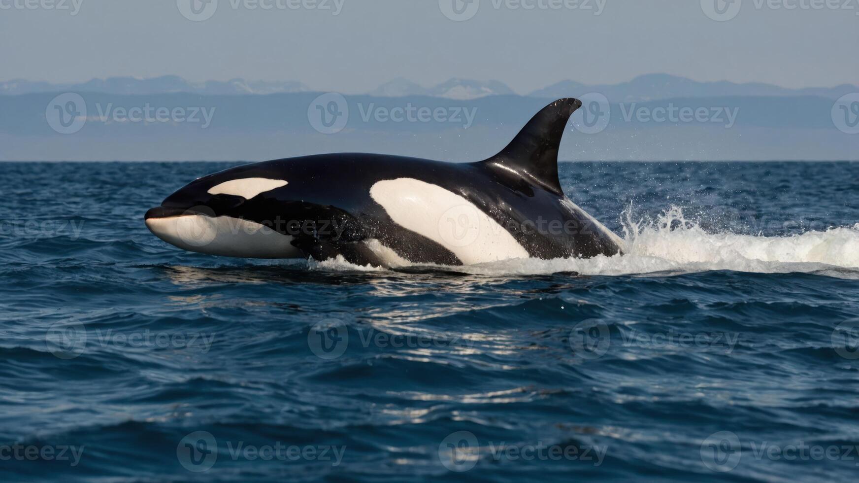 A majestic orca swimming in the ocean, showcasing its distinctive black and white coloration. photo