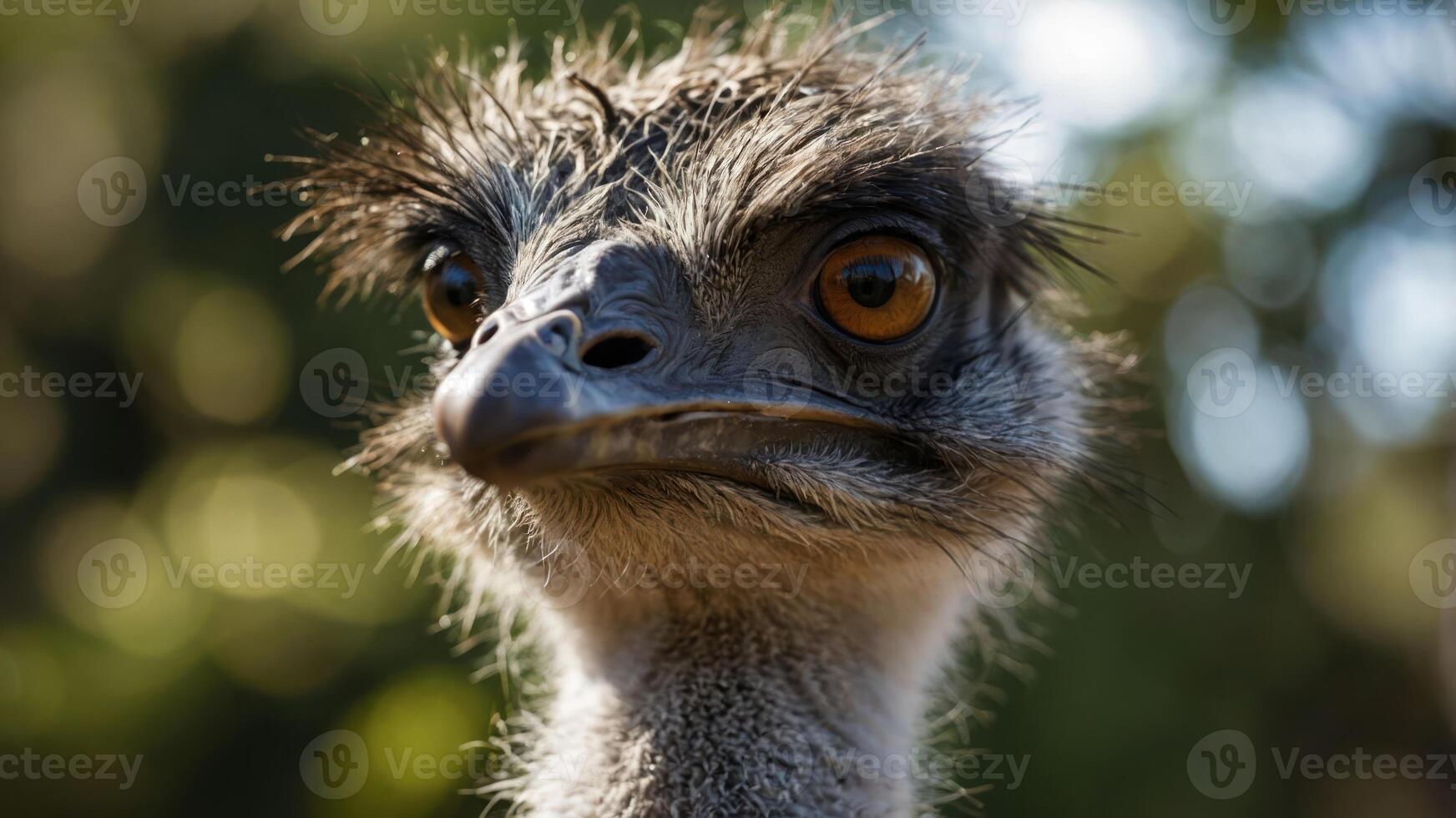 Close-up of an ostrich with expressive eyes and textured feathers. photo