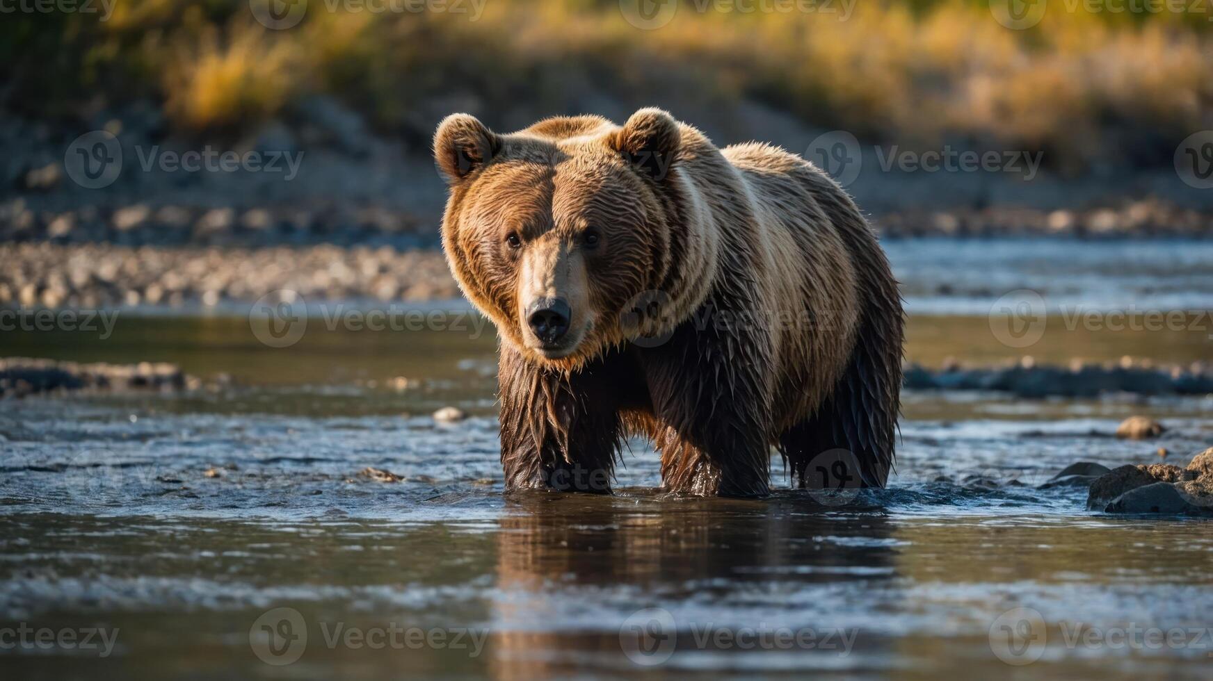 A grizzly bear wading through a river, showcasing wildlife in its natural habitat. photo