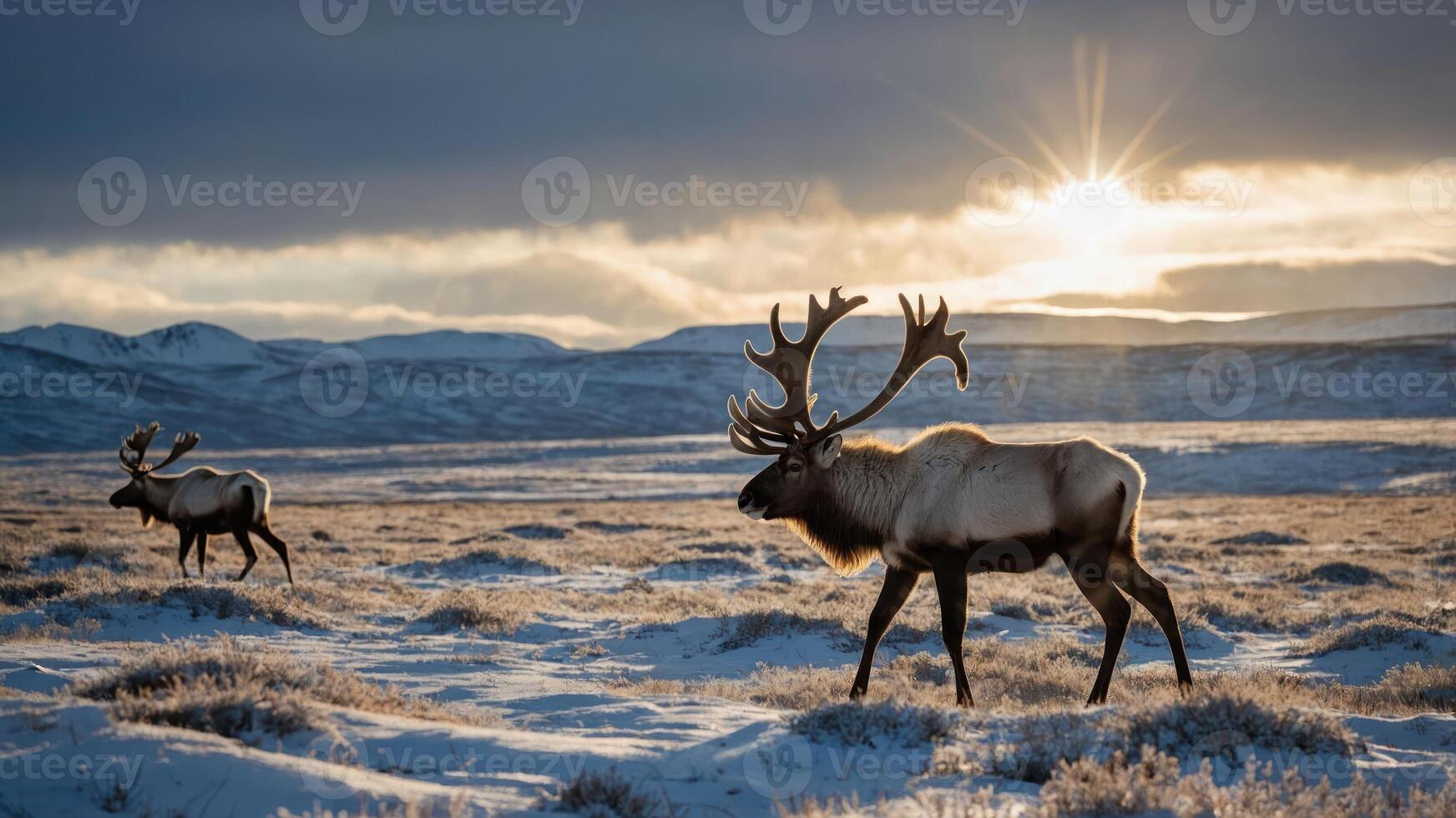 Two reindeer walking through a snowy landscape with a sunset in the background. photo